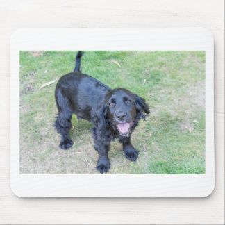 Cute Black Puppy Muismat