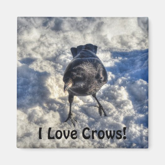 Cute Black Raven in de sneeuwfoto Magneet (Voorkant)