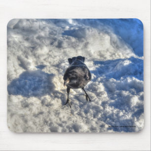 Cute Black Raven in de sneeuwfoto Muismat
