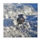 Cute Black Raven in de sneeuwfoto Tegeltje (Voorkant)