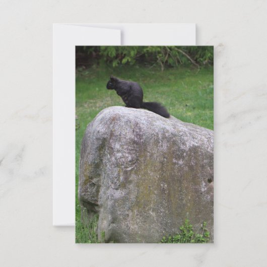 Cute Black Squirrel op een Rock Natuur Squirrels Bedankkaart (Voorkant)