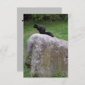 Cute Black Squirrel op een Rock Natuur Squirrels Bedankkaart (Voorkant / Achterkant)