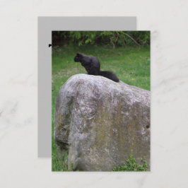Cute Black Squirrel op een Rock Natuur Squirrels Bedankkaart