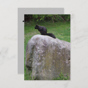 Cute Black Squirrel op een Rock Natuur Squirrels Bedankkaart
