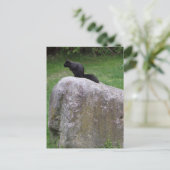 Cute Black Squirrel op een Rock Natuur Squirrels Briefkaart (Staand voorkant)