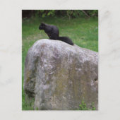 Cute Black Squirrel op een Rock Natuur Squirrels Briefkaart (Voorkant)