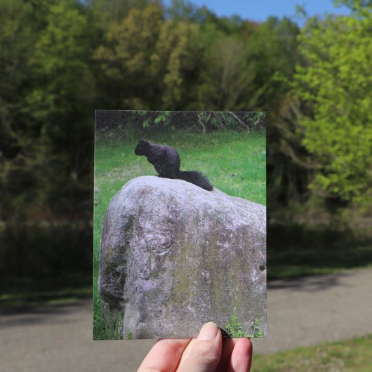 Cute Black Squirrel op een Rock Natuur Squirrels Briefkaart