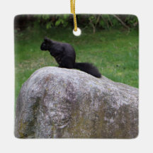 Cute Black Squirrel op een Rock Natuur Squirrels