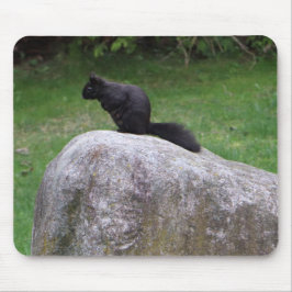 Cute Black Squirrel op een Rock Natuur Squirrels Muismat