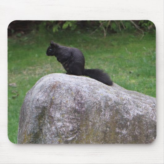 Cute Black Squirrel op een Rock Natuur Squirrels Muismat (Voorkant)