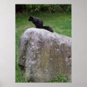 Cute Black Squirrel op een Rock Natuur Squirrels Poster (Voorkant)