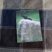 Cute Black Squirrel op een Rock Natuur Squirrels Poster