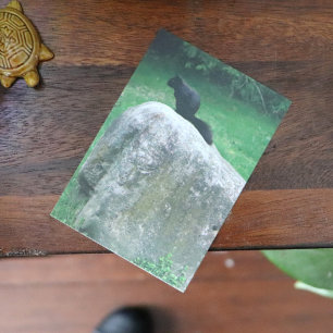 Cute Black Squirrel op een Rock Natuur Squirrels Poster