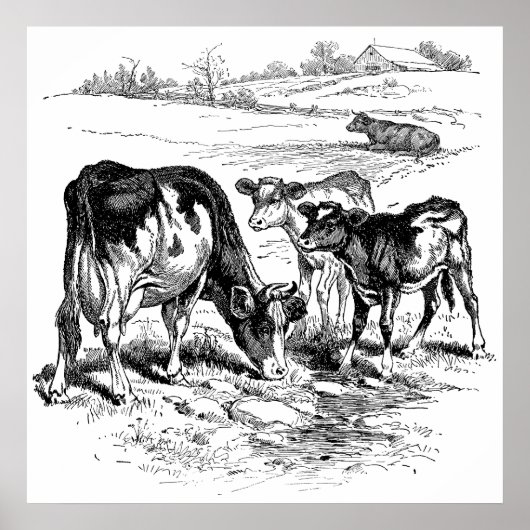 Cute black white boerderij koeien decor poster vin (Voorkant)