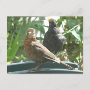 Cute Blackbird Pair DIY Briefkaart