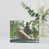 Cute Blackbird Pair DIY Briefkaart (Staand voorkant)