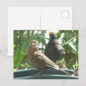 Cute Blackbird Pair DIY Briefkaart (Voorkant / Achterkant)