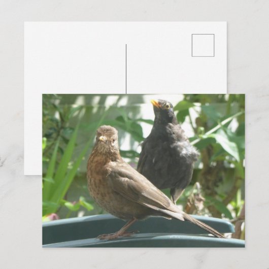 Cute Blackbird Pair DIY Briefkaart (Voorkant / Achterkant)