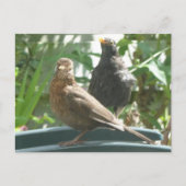 Cute Blackbird Pair DIY Briefkaart (Voorkant)