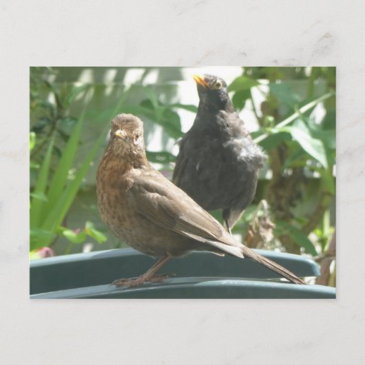 Cute Blackbird Pair DIY Briefkaart (Voorkant)