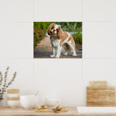 Cute Blenheim Cavalier King Charles Spaniel Puppy Poster (Keuken)