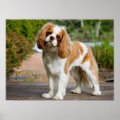 Cute Blenheim Cavalier King Charles Spaniel Puppy Poster (Voorkant)