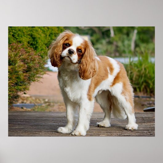 Cute Blenheim Cavalier King Charles Spaniel Puppy Poster (Voorkant)