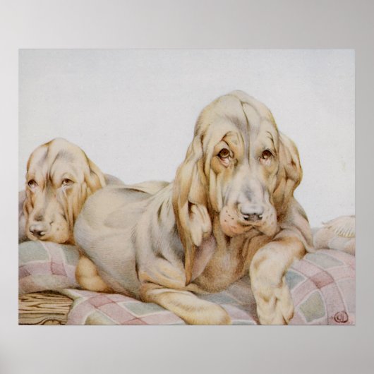  Cute Bloodhounds, Puppy Dogs door EJ Detmold Poster (Voorkant)
