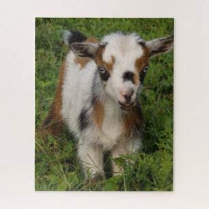 Cute Blue Eyed Nigerian Dwarf Dairy Goat Kind Legpuzzel