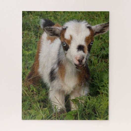Cute Blue Eyed Nigerian Dwarf Dairy Goat Kind Legpuzzel (Verticaal)