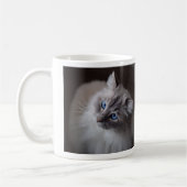 Cute Blue Eyed Ragdoll cat Mok (Links)