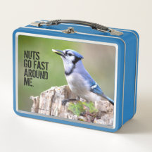 Cute Blue Jay Songbird on Treestump