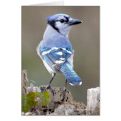 Cute Blue Jay Songbird on Treestump (Voorkant)