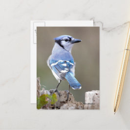 Cute Blue Jay Songbird on Treestump Briefkaart