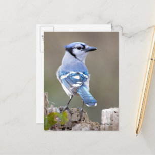 Cute Blue Jay Songbird on Treestump Briefkaart