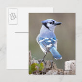 Cute Blue Jay Songbird on Treestump Briefkaart (Voorkant / Achterkant)