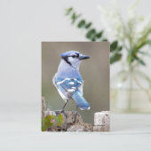 Cute Blue Jay Songbird on Treestump Briefkaart (Staand voorkant)
