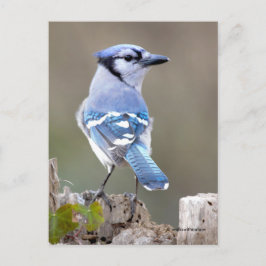 Cute Blue Jay Songbird on Treestump Briefkaart