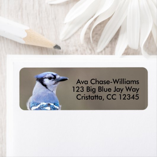 Cute Blue Jay Songbird on Treestump Etiket (Insitu)