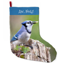Cute Blue Jay Songbird on Treestump