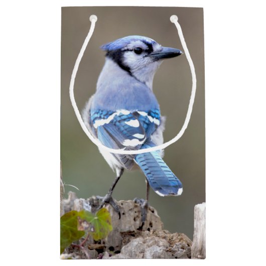 Cute Blue Jay Songbird on Treestump Klein Cadeauzakje (Achterkant)