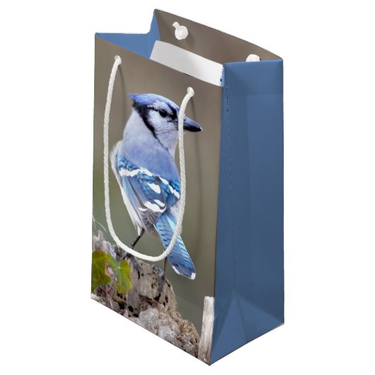 Cute Blue Jay Songbird on Treestump Klein Cadeauzakje (Voorkant Gekanteld)
