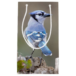 Cute Blue Jay Songbird on Treestump Klein Cadeauzakje