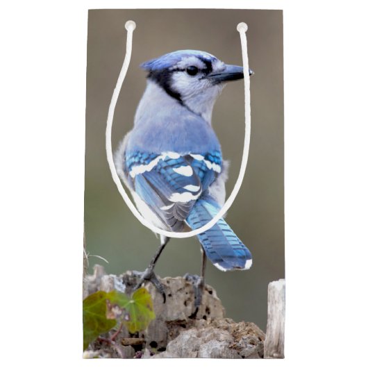 Cute Blue Jay Songbird on Treestump Klein Cadeauzakje (Voorkant)