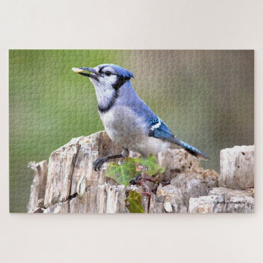 Cute Blue Jay Songbird on Treestump Legpuzzel (Horizontaal)