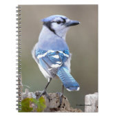 Cute Blue Jay Songbird on Treestump Notitieboek (Voorkant)