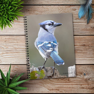 Cute Blue Jay Songbird on Treestump Notitieboek