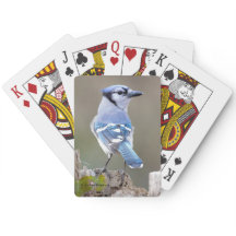 Cute Blue Jay Songbird on Treestump