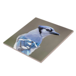 Cute Blue Jay Songbird on Treestump Tegeltje