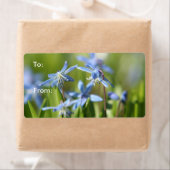 Cute Blue Scilla bloemen Etiket (Insitu)